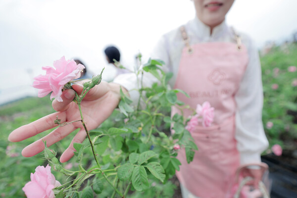 在花农的细心指导下，王娟与者亲自体验了一回玫瑰采摘
