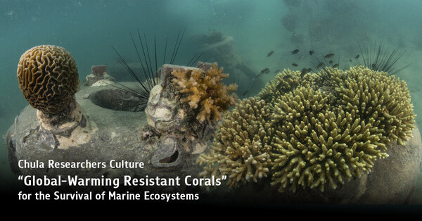 chula researchers culture “global-warming resistant corals” for the survival of marine ecosystems